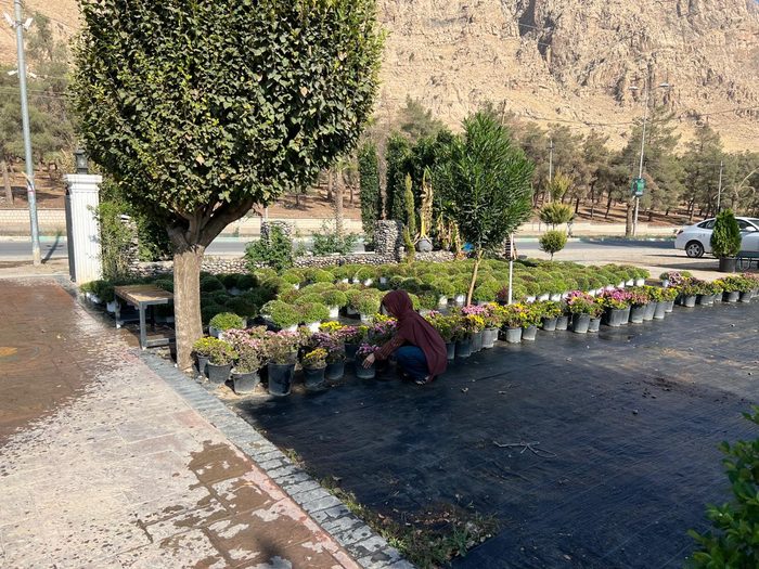 Shatoo Flowers gallery photo